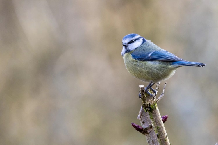 Blue tit perched on a branch at Leighton Moss, Lancashire.
