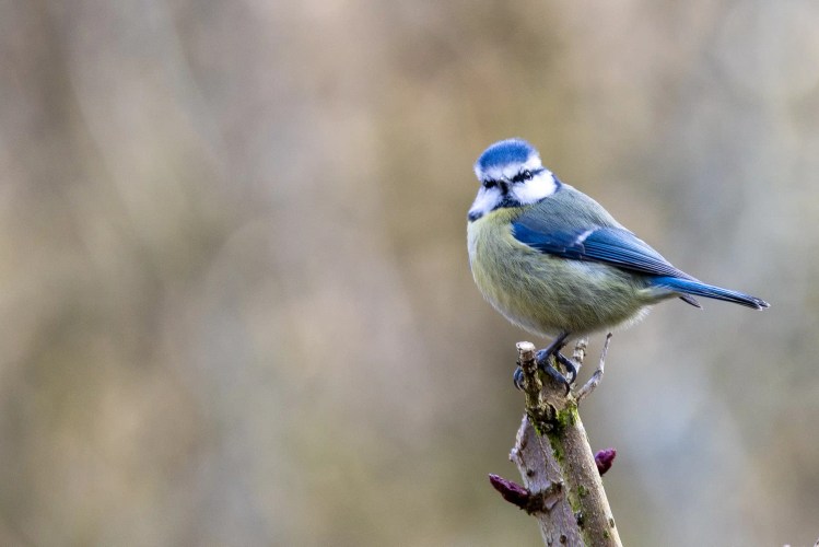 Blue tit perched on a branch at Leighton Moss, Lancashire.