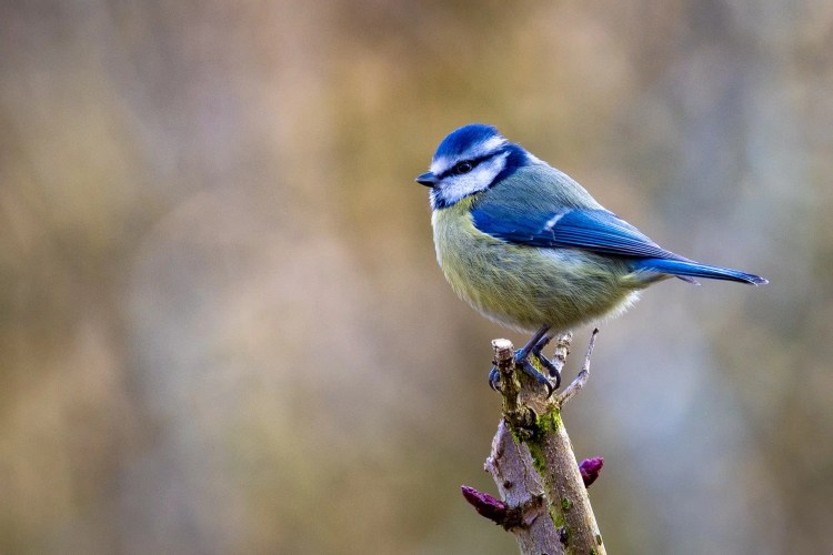 Blue tit perched on a branch at Leighton Moss, Lancashire.