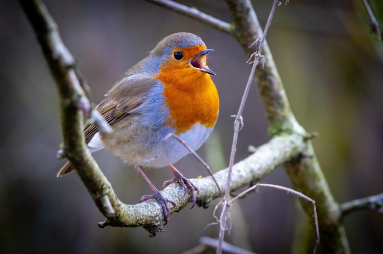 Robin perched on a branch at Leighton Moss, Lancashire, singing with its beak open.