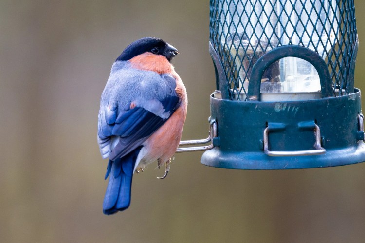 Bullfinch perched on a bird feeder at Leighton Moss, Lancashire.