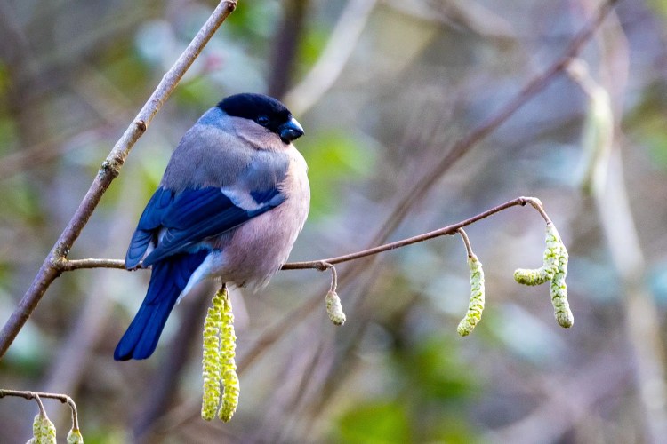Female bullfinch perched on a branch with catkins at Leighton Moss, Lancashire nature reserve.