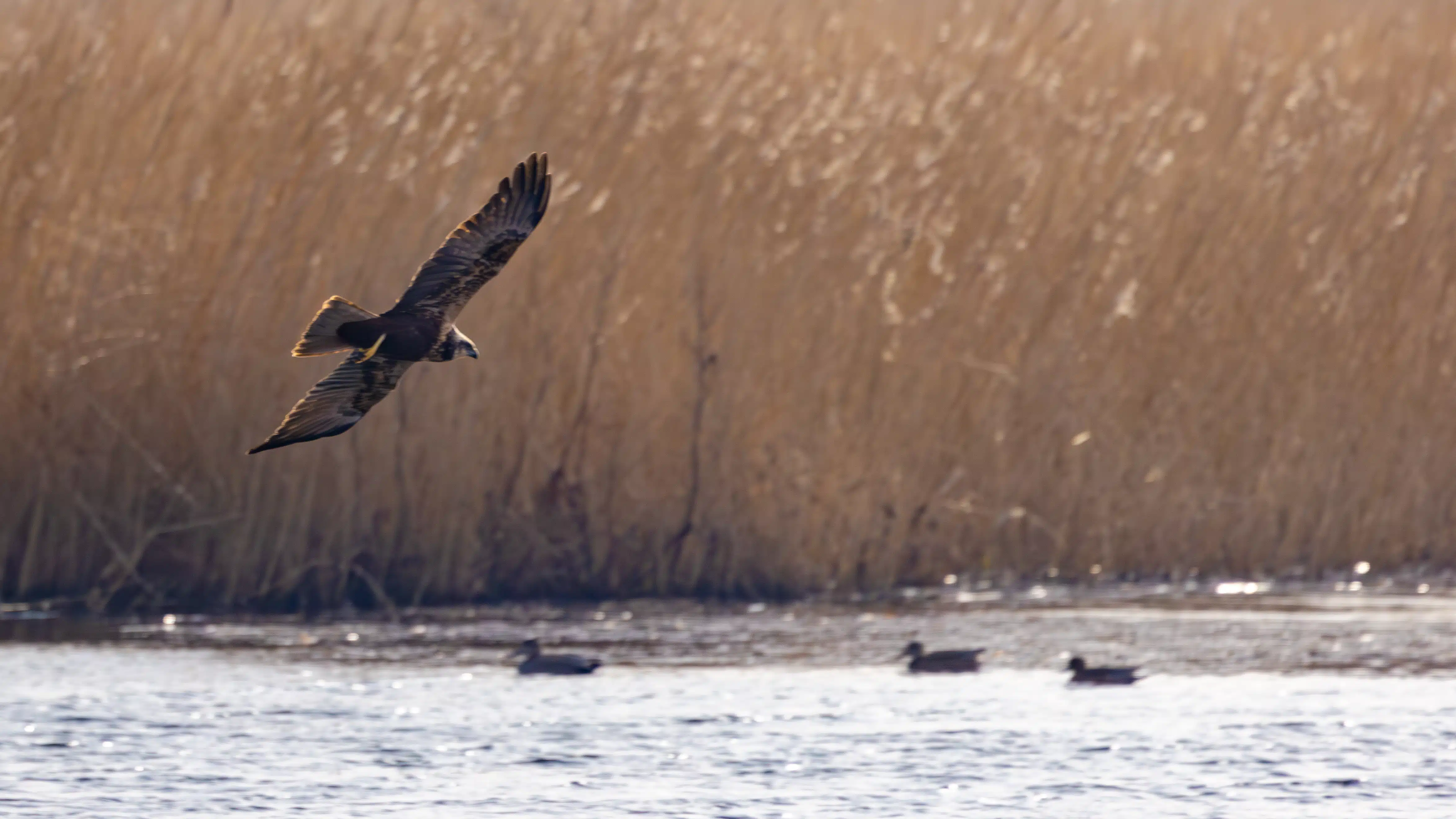 Marsh harrier in flight at Leighton Moss nature reserve, Lancashire, with ducks swimming below.