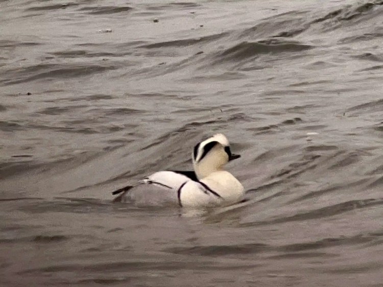 Smew duck swimming in choppy water.