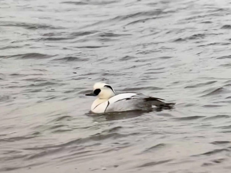 Smew duck swimming in rippled water. Black face, white body, and grey back feathers.