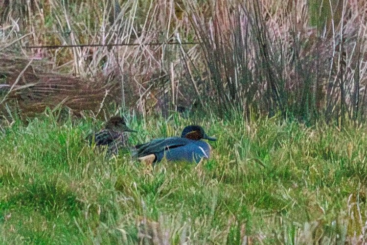 Teal duck in green grass, Northumbria birding scene