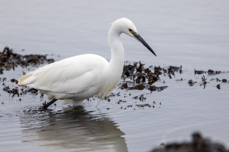 Little egret wading in shallow water, Northumbria.