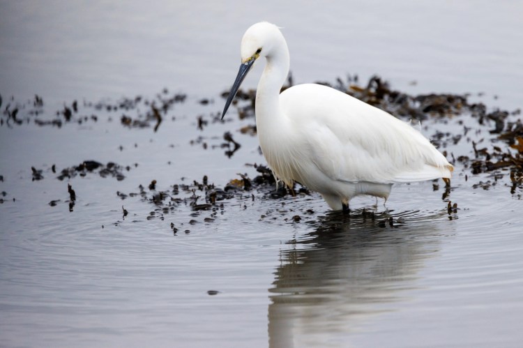 White egret wading in shallow water with seaweed, Northumbria birding weekend.