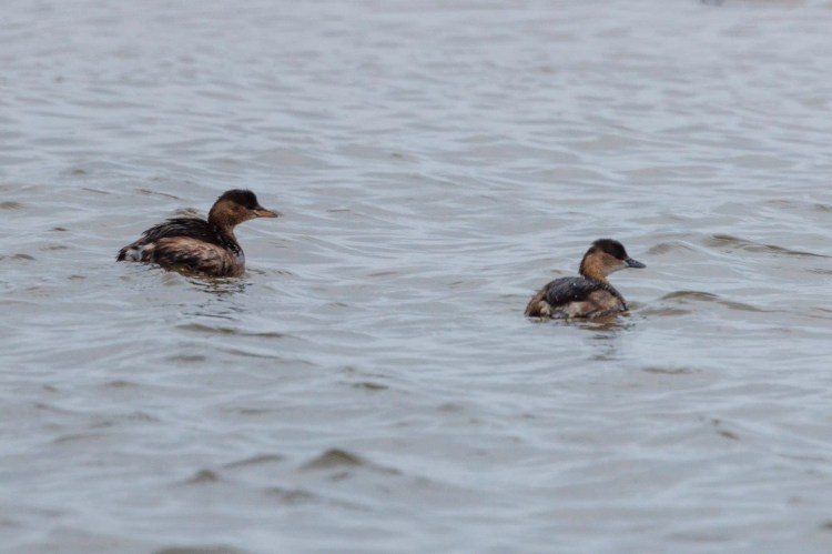 Two little grebes swimming on a calm, rippled lake in Northumbria.