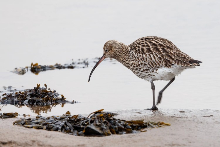 Curlew foraging among seaweed on a Northumbria beach.