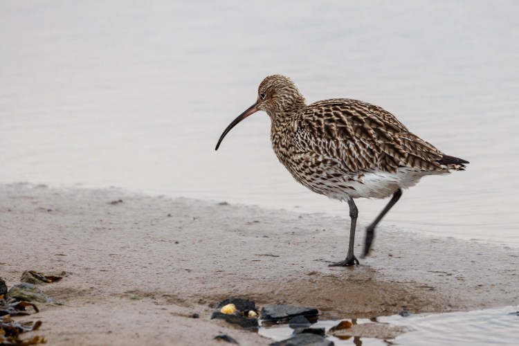 Curlew wading on a muddy Northumbria shore, part of a birding weekend.