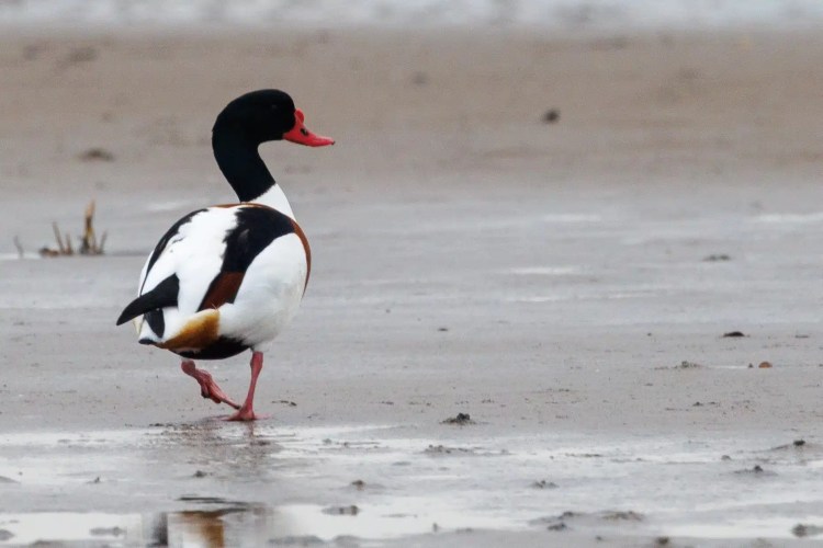 Shelduck walking on a wet beach in Northumbria
