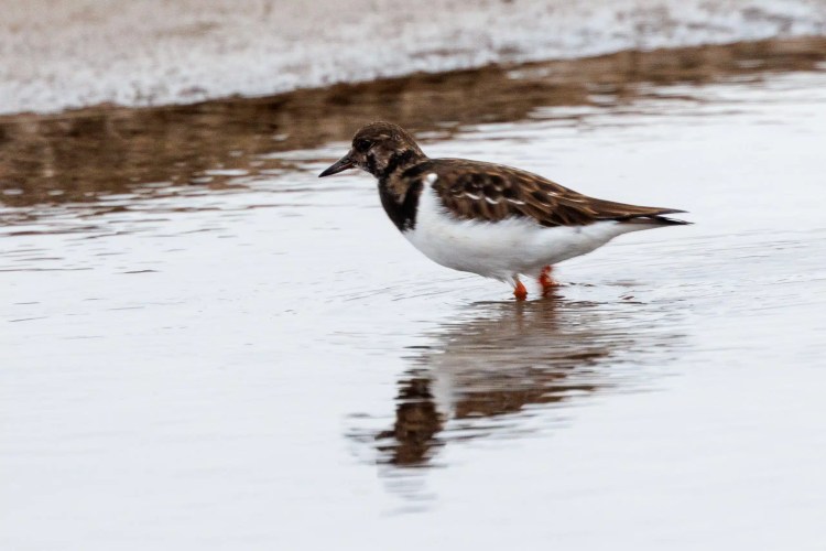 Ruddy Turnstone wading in shallow water, reflection visible. Birding in Northumbria.