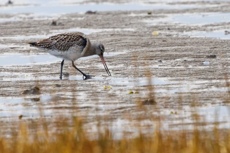 Marbled godwit foraging in Northumbria. Birding weekend photo.