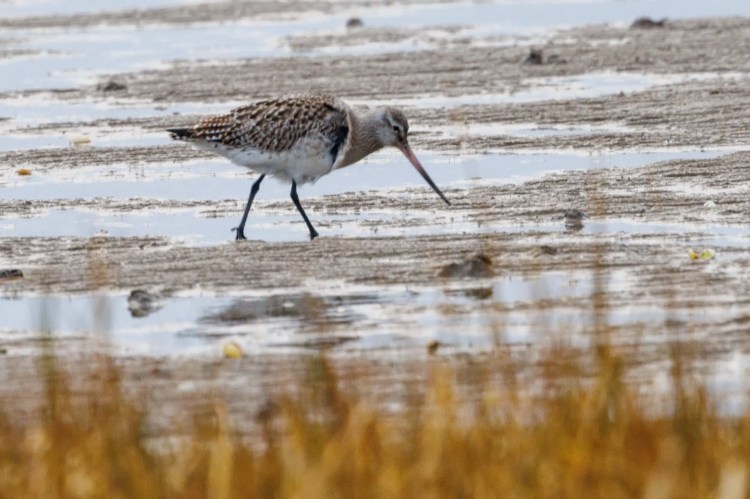 Bar-tailed Godwit foraging in shallow water, Northumbria.