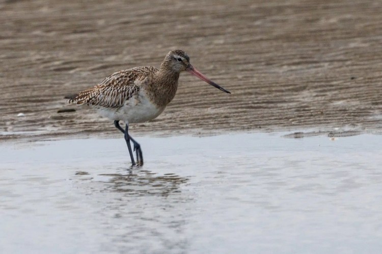 Marbled Godwit wading in shallow water in Northumbria