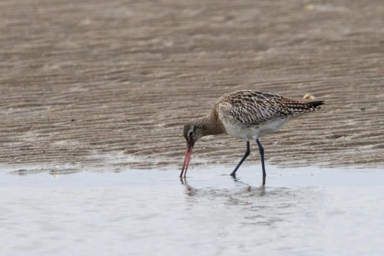 Marbled godwit foraging in shallow water on a Northumbria beach. Birding weekend.