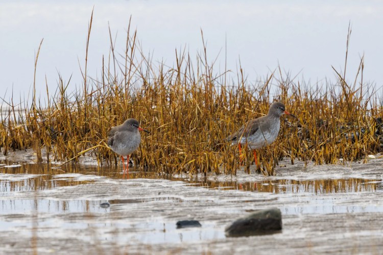 Two redshanks wading in shallow water near marsh grass in Northumbria.