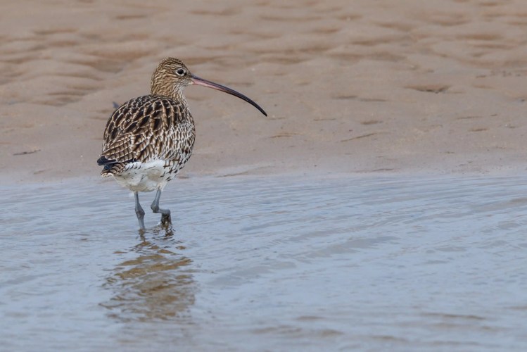 Curlew wading in shallow water, searching for food.