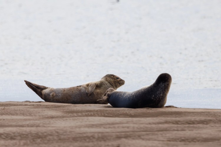 Two seals resting on a sandy beach in Northumbria.