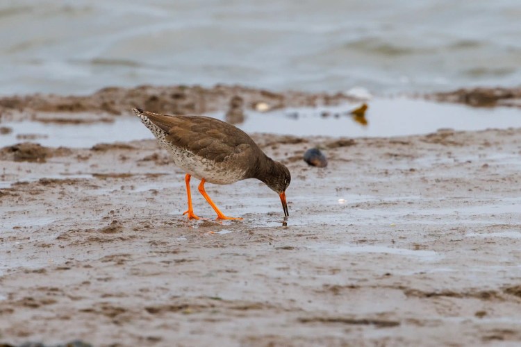 Redshank bird foraging in muddy Northumbria coastal habitat.