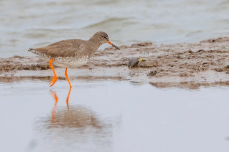 Redshank wading in shallow water in Northumbria