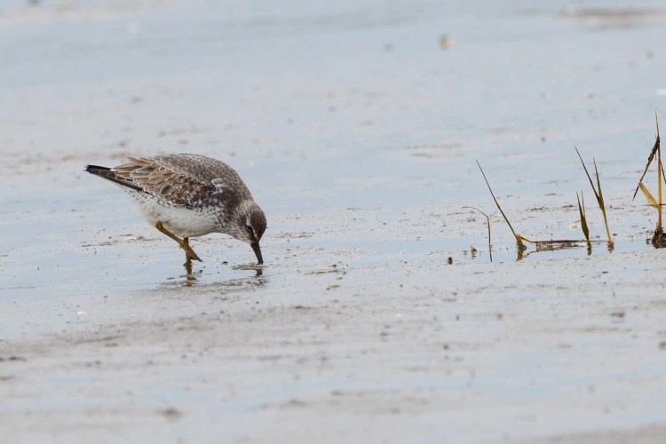 Shorebird foraging in shallow water in Northumbria