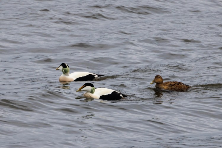 Common Eider ducks swimming in the sea during a birding weekend in Northumbria.