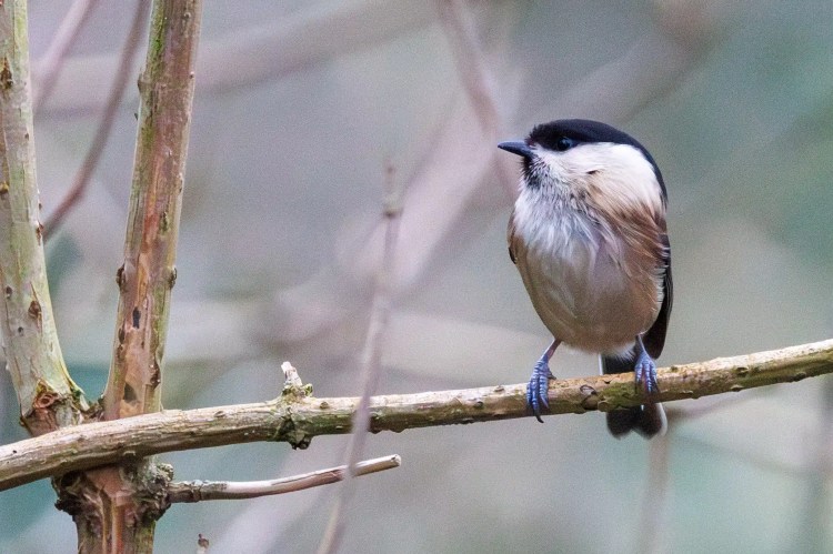 Marsh tit perched on a branch in Northumbria. Birding weekend photo.