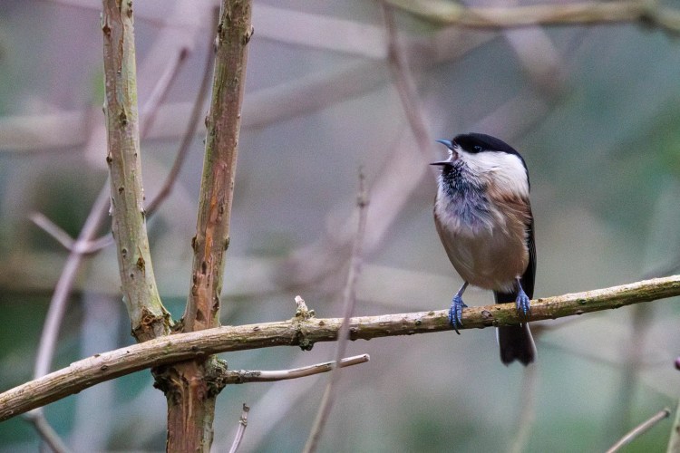 Marsh Tit bird perched on a branch, singing during a birding weekend in Northumbria.