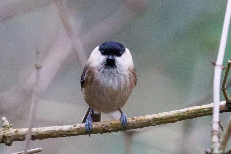 Willow Tit perched on a branch, Northumbria. Birding weekend photo.