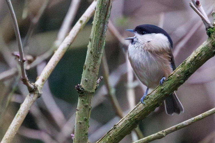 Marsh tit perched on a branch in Northumbria. Birding weekend photo.