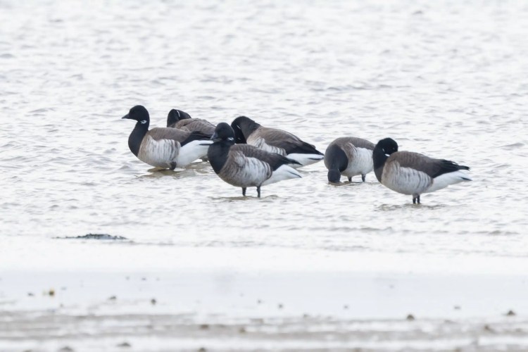 Brent geese wading in the water on a Northumbria beach during a birding weekend.