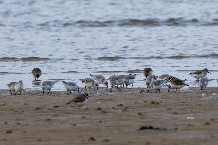 Sanderlings and ringed plovers foraging on a Northumbria beach. Birding in Northumbria.