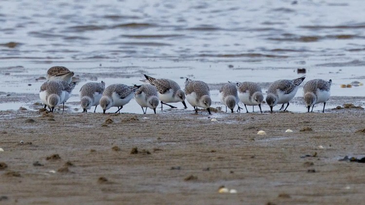 Sanderlings foraging on a Northumbria beach, part of a birding weekend.