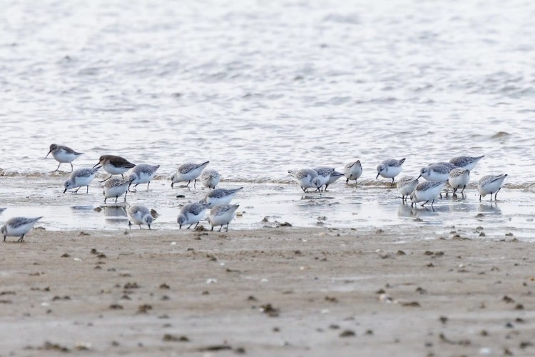 Sanderlings and a Dunlin foraging on a Northumbria beach during a birding weekend.
