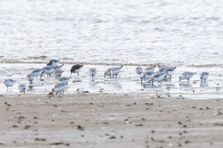 Sanderlings foraging on a Northumbria beach. Birding weekend.