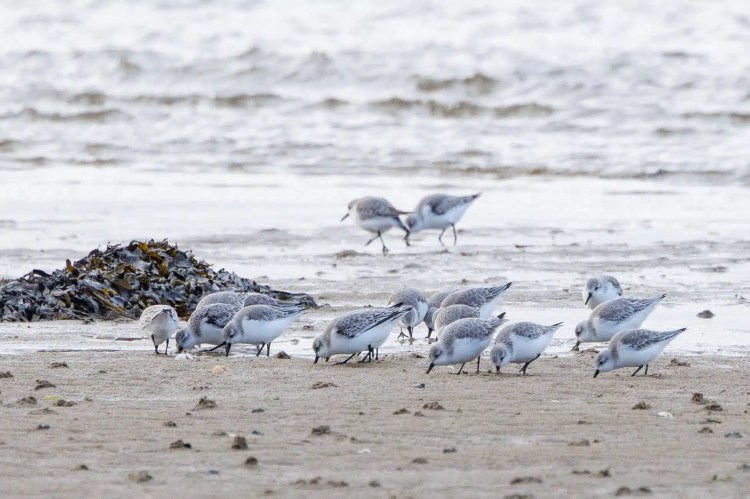 Sanderlings feeding on a Northumbria beach, part of a birding weekend.