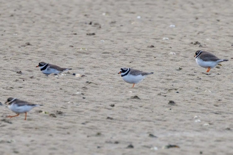 Four small, sandy-colored shorebirds with black neck markings foraging on a beach in Northumbria.