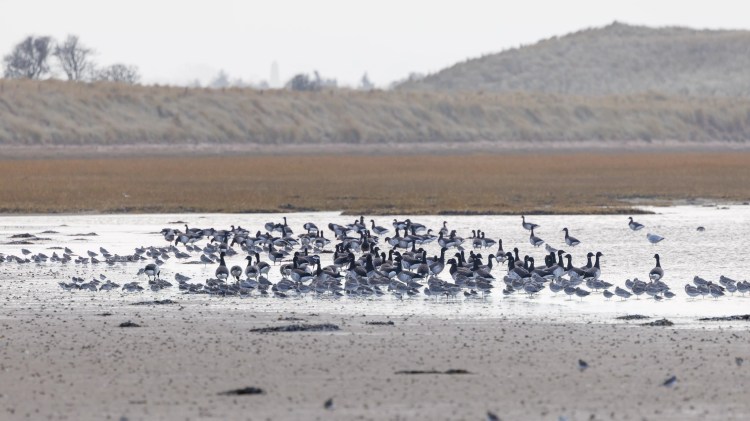 Flock of barnacle geese and shorebirds feeding on a Northumbria beach at low tide.
