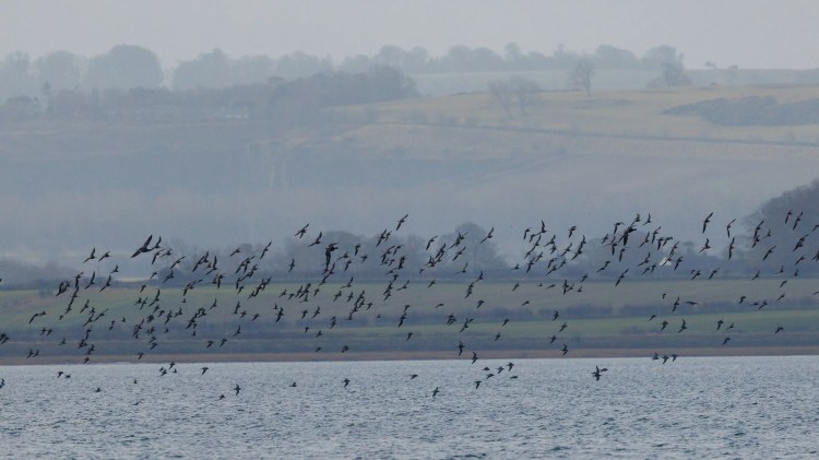 Birds in flight over water, Northumbria landscape backdrop. Birding weekend scene.
