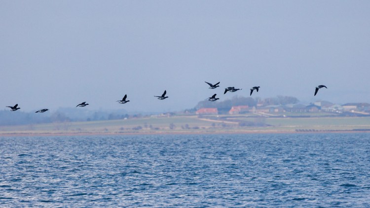 Birds flying over the Northumbria coast. Birding weekend scene.