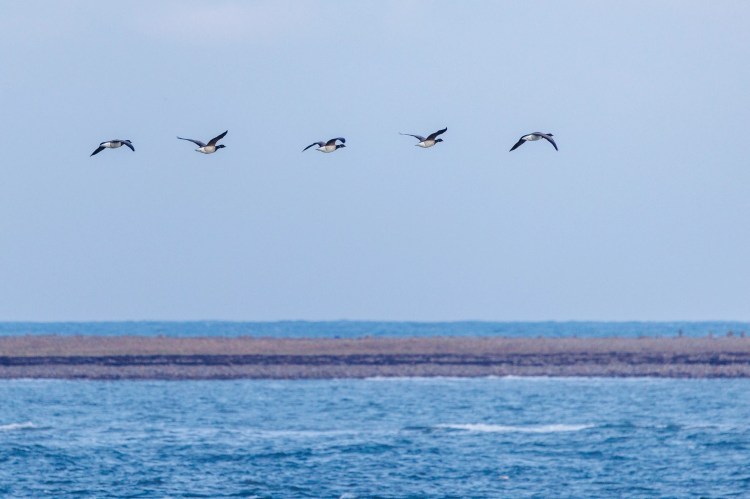 Barnacle geese fly in formation over the Northumbria coast. Birding weekend.