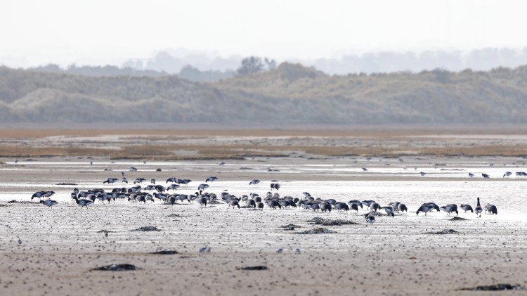 Barnacle geese feeding on mudflats in Northumbria, with dunes in the distance.