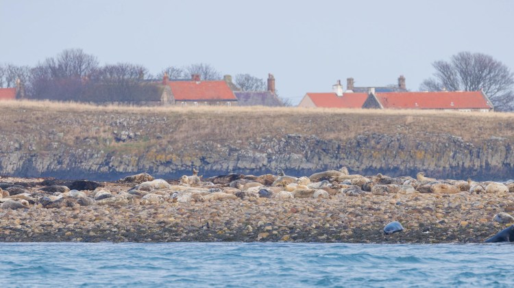 Seals resting on a rocky beach in Northumbria, with buildings visible in the background.
