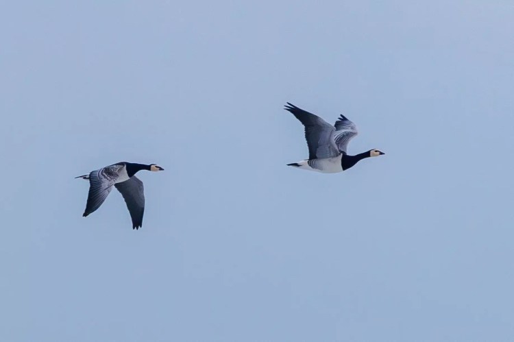 Barnacle geese in flight against a clear sky, Northumbria birding.