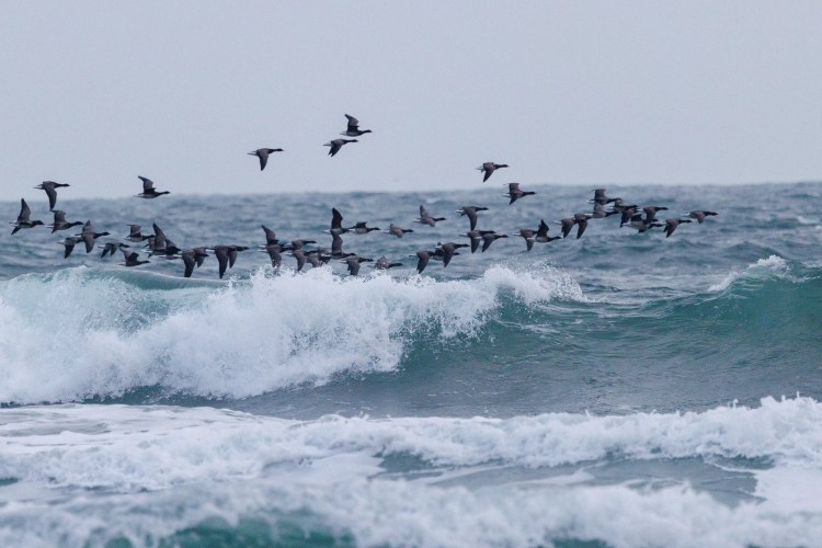 Brent geese flying over breaking waves in Northumbria.
