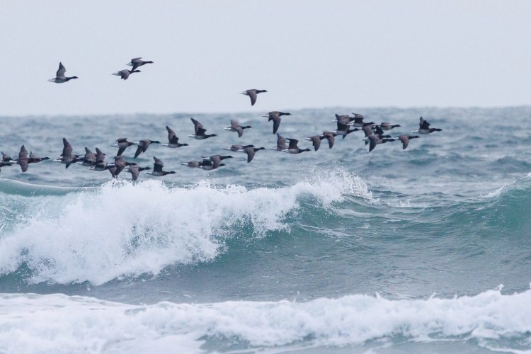 Brent geese flying over waves in Northumbria. Birding weekend.