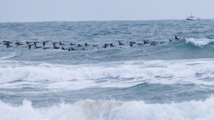 Brent geese flying over the Northumbria coast with waves and a boat in the background.