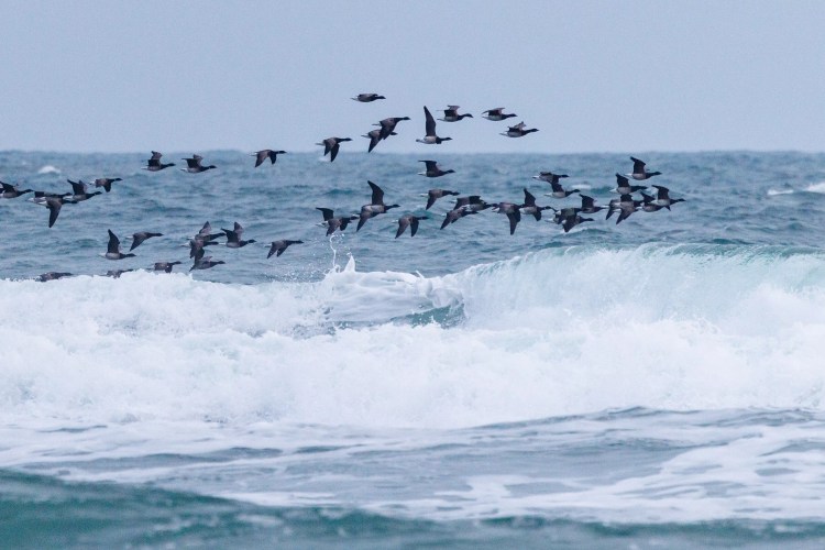 Brent geese flying over waves in Northumbria. Birding weekend photo.
